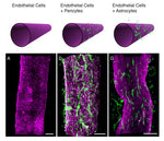 Advance Your 3D Blood-Brain Barrier Chips By Elevating Biological Relevance of Your Cells