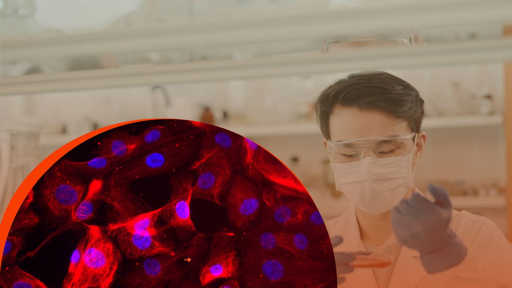 Best Practices for Designing Reproducible Experiments with Cell Systems Primary Cells