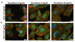 Similar Results Found From Primary Kidney Cells & Transplant Recipients