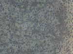 Human Plateable Hepatocytes ( HEP-001A) 4 hours after plating