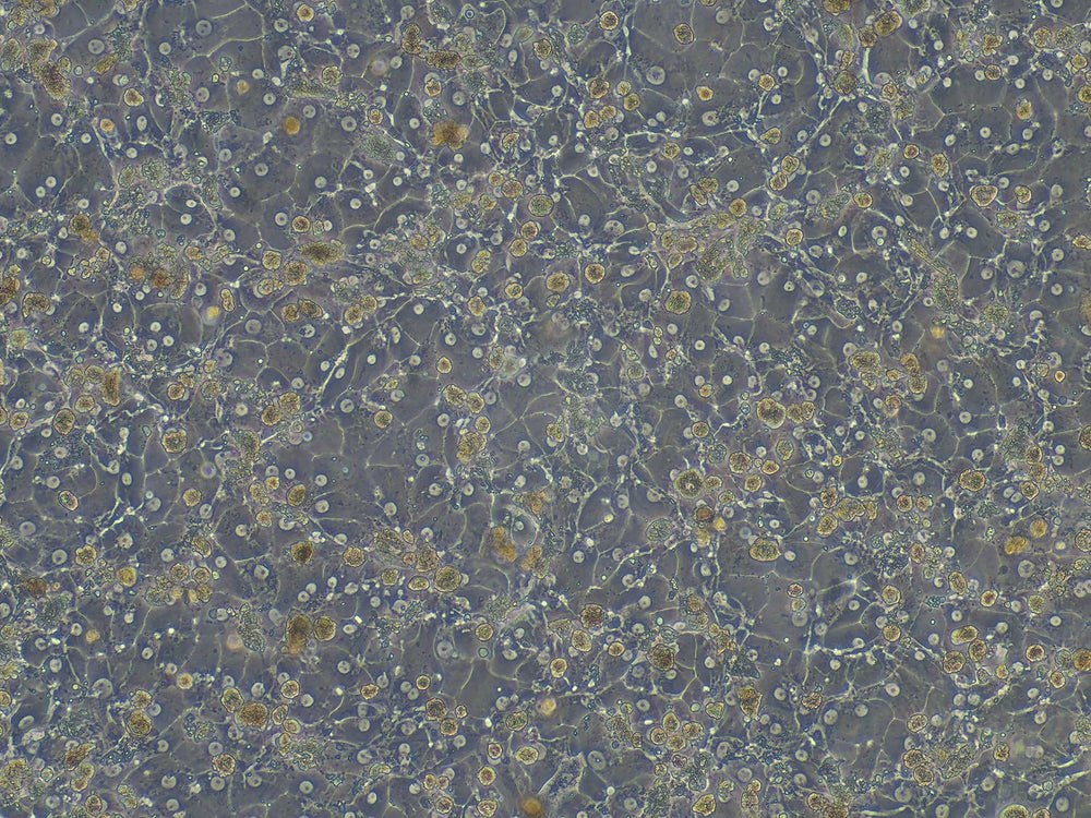 Human Plateable Hepatocytes ( HEP-001C) 5 days after plating
